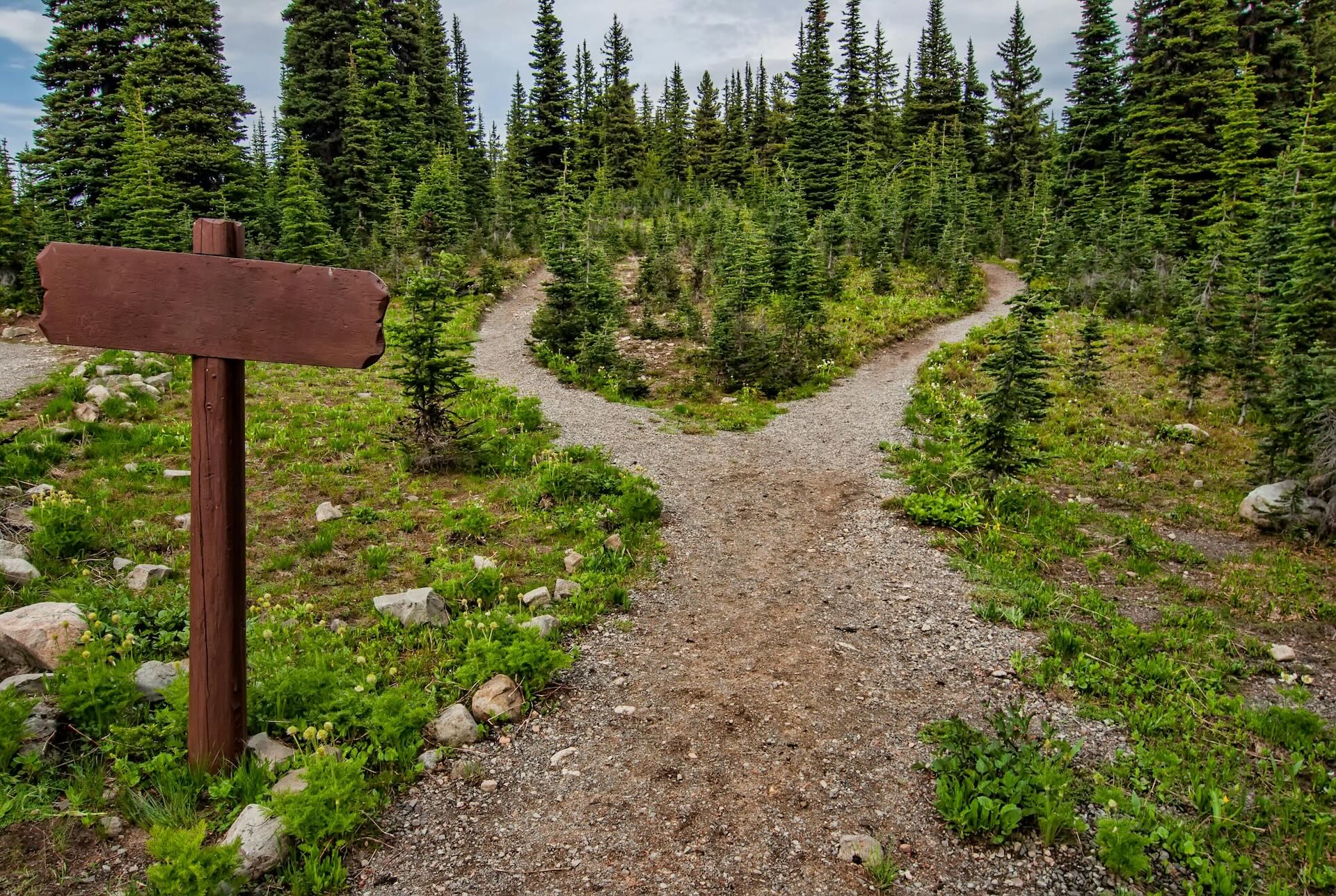 Forked trail in Manning Park, BC, symbolizing choice and different paths
